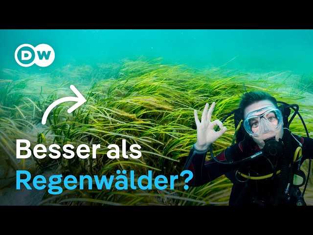 Die Superpflanze der Ostsee kämpft ums Überleben