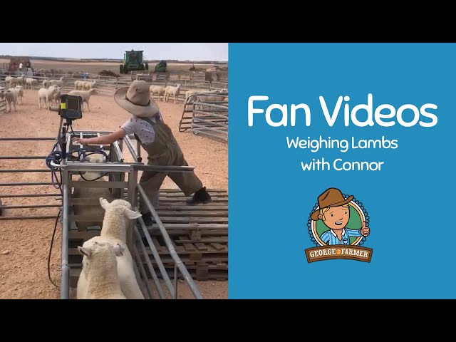Weighing Lambs in Australia