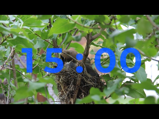 15 Minute Mother's Day Timer for Classroom 🦆 Relaxing Lofi Music & Cute Animals