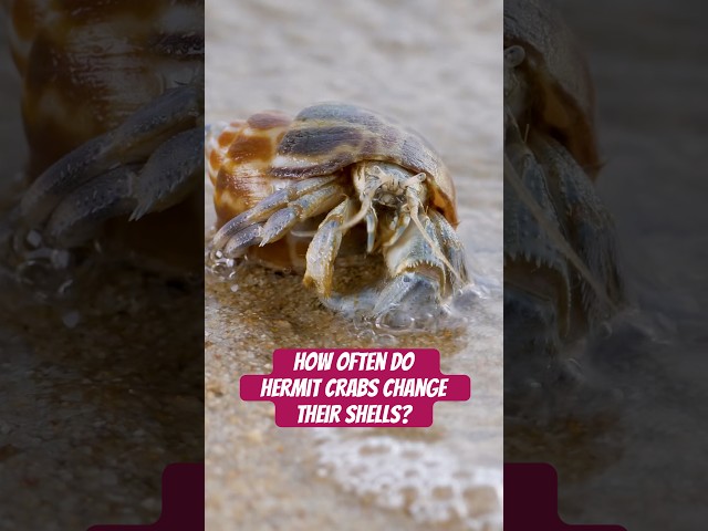 Why do hermit crabs change shells? #naturepbs #wildlife #animals #beach #hermitcrab