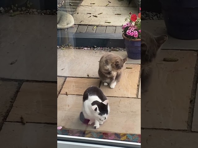 Synchronized Cat Cleaning (until next doors dog comes out)