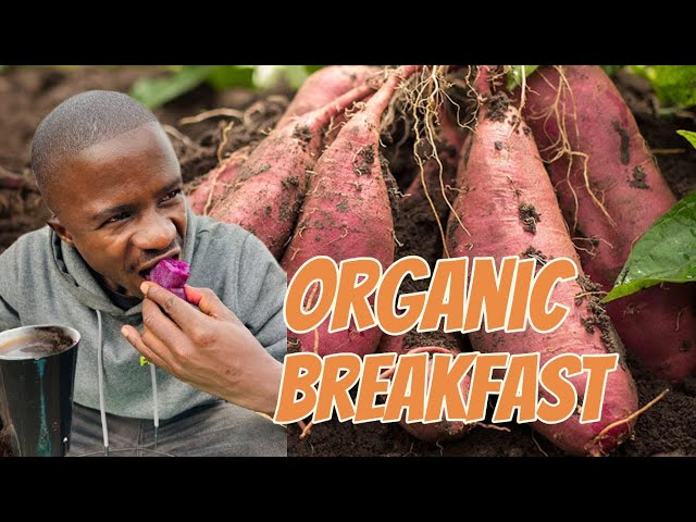 From Farm to Table: Organic Breakfast Prep