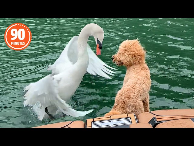 The FUNNIEST Pets of 2026...So Far! 💥🤣