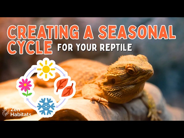 Should You Be Replicating Seasonal Cycles for Your Pet Reptile? (Step-by-Step Guide)