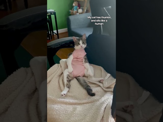 My cat has thumbs and sits like a human #cat #pets #polydactlcat