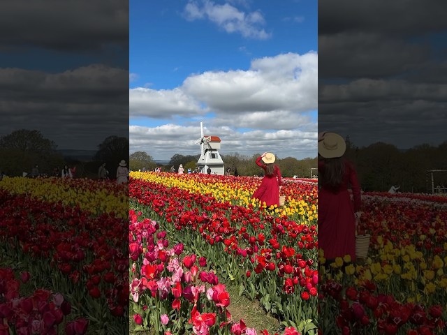 🌷This is NOT NETHERLANDS, this is UK! 🌷 #travel #shortsvideo