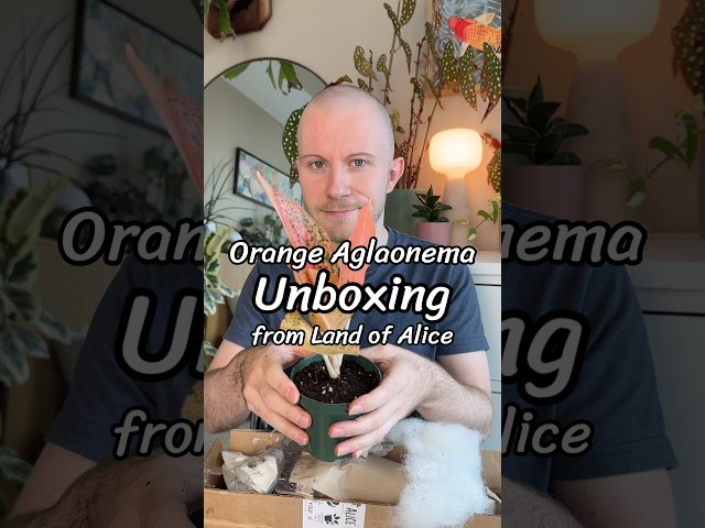 Unboxing An Aglaonema ‘Orange Stardust’ From Land Of Alice 🪴 #Plants #Unboxing #Houseplants #Shorts