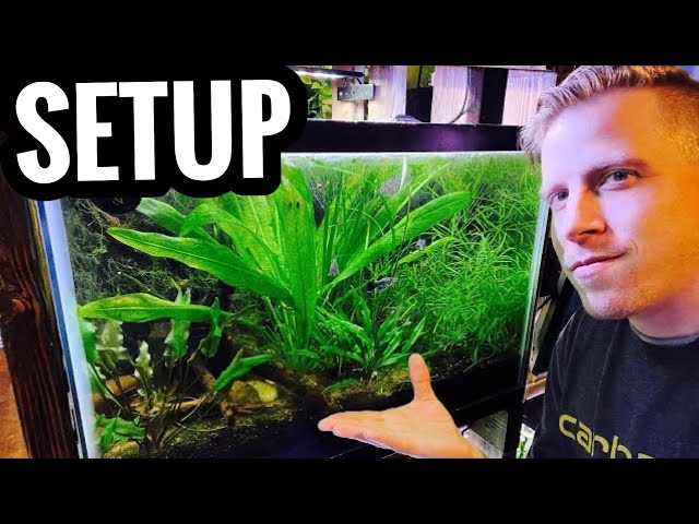 How to Set Up a Planted Aquarium - Live Plants for Beginners