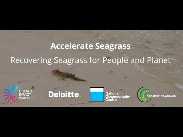 Accelerate Seagrass: Recovering Seagrass for People and Planet