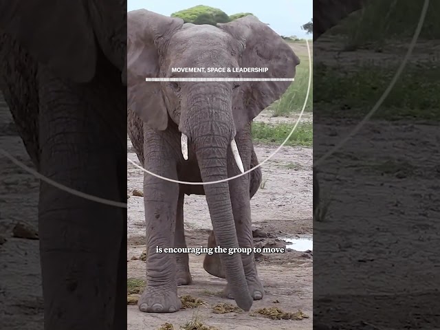 Can AI decode elephant communication?