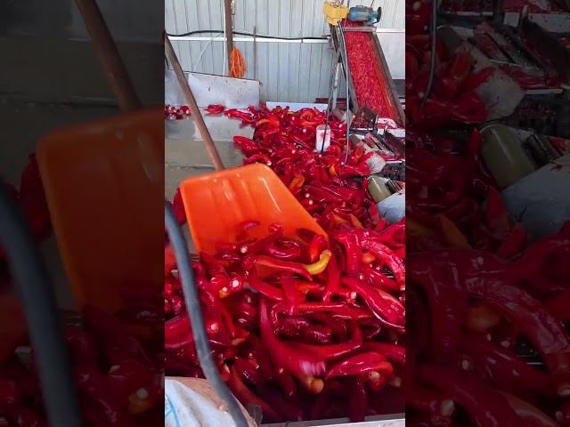 Automatic Chili Chopping Machine | Red Pepper Processing