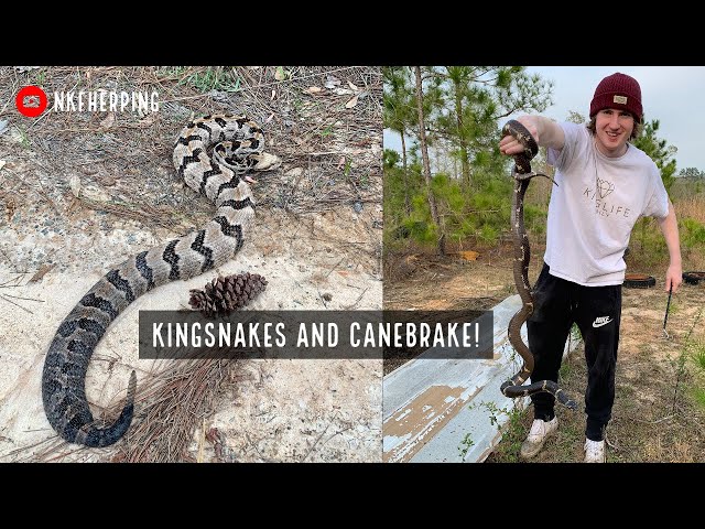 Kingsnakes and Canebrake Rattlesnake! Springtime Snake Hunting in South Georgia