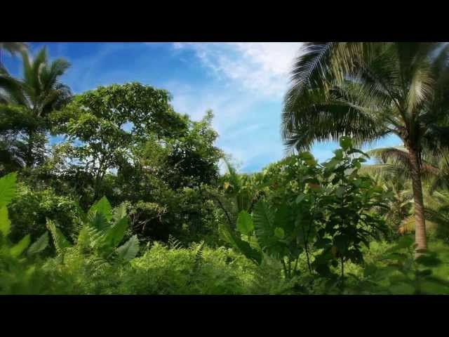 QFX Samba De Janeiro Preview