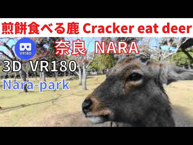 VR180  Japan NARA Deer eating rice crackers 奈良 鹿 煎餅を食べさせる