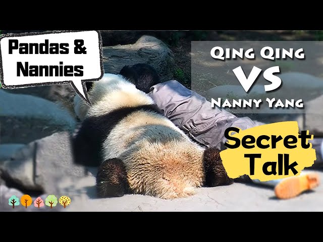 Panda And Nanny's Secret Talk | iPanda