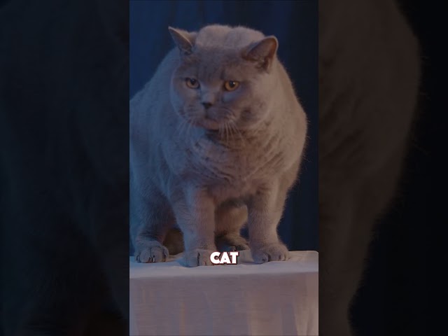 Cat on a game show? what is this show? #isitabone