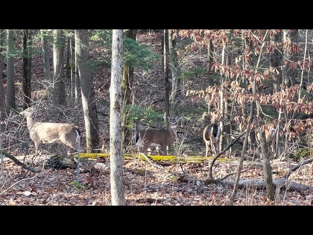 Five Deer
