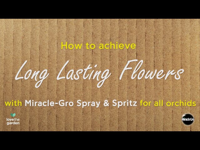 Miracle-Gro® Spray & Spritz Hydration Mist for Orchids | Easy Orchid Care | Love The Garden
