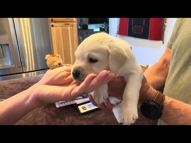 4-Week-Old Lab Puppy, HARVEST, gets a Birthday "Milkshake" #labrador #puppy #cutepuppy