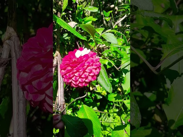 #कभी कभी इंसान कुछ कह नहीं पाता। #like #nature #subscribe