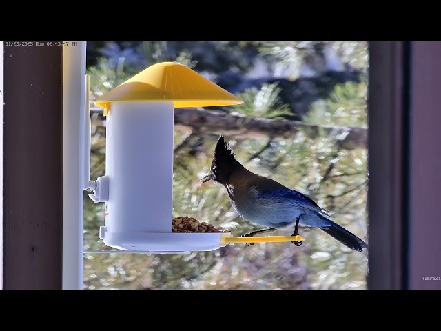 Side view of Steller's Jay on bird feeder