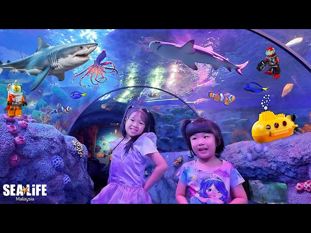 Ketemu Baby Shark, Ubur Ubur dan Lego Di Dalam Aquarium Legoland