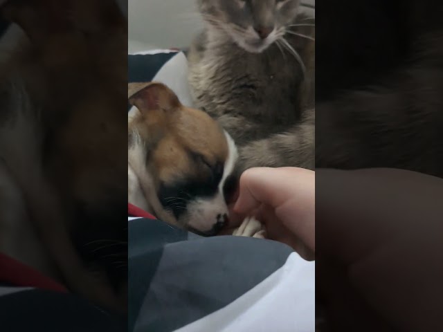my baby pitbull and my cat snuggles