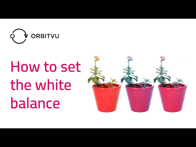 How to Set White Balance with Continuous Lights and WhiBal Cards | Orbitvu