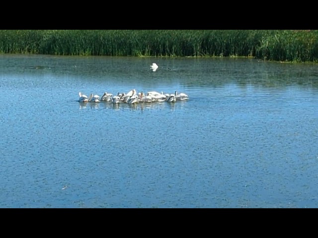Bay area pelicans moving together in mass