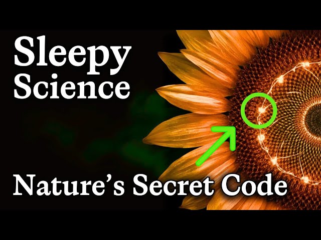 The Fibonacci Sequence Explained — Relaxing Science to Fall Asleep To