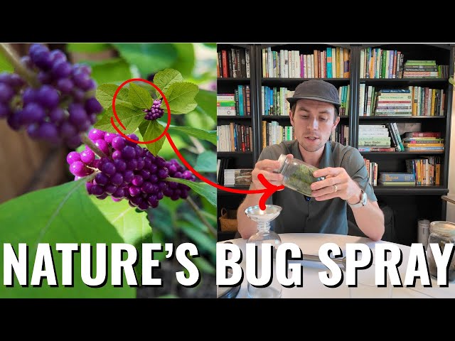 This Texas Plant Repels Mosquitoes Better Than DEET (I Tested It)