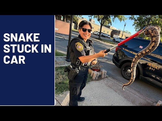Police Dismantle Car to Rescue Python