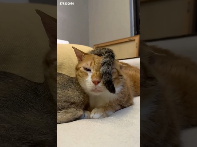 My cat is the king of indifference « #cat #funny #shortvideo