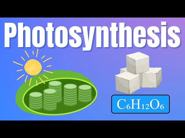How Plants Make Food: The Science of Photosynthesis Explained!