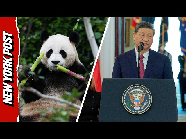 Xi Sending 2 Pandas — Ping Ping and Fuhuan — to New Home in Zoo Atlanta