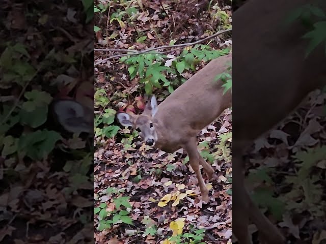 More Whitetails #deer #whitetaildeer #nature