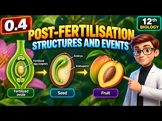 Post-Fertilisation – Structures and Events | Sexual Reproduction in Flowering Plants | 12th Biology