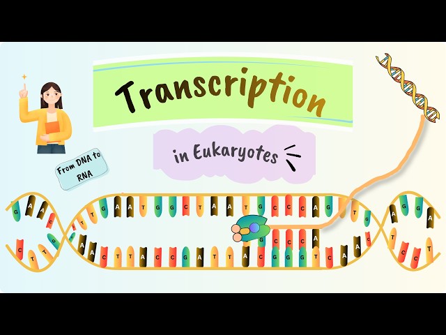 Transcription in Eukaryotes Explained: RNA Polymerase, Transcription Factors & mRNA Synthesis