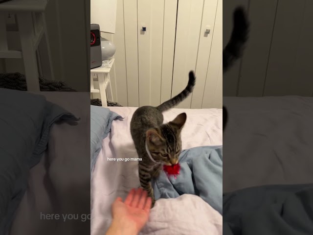 Who taught who how to fetch?!?