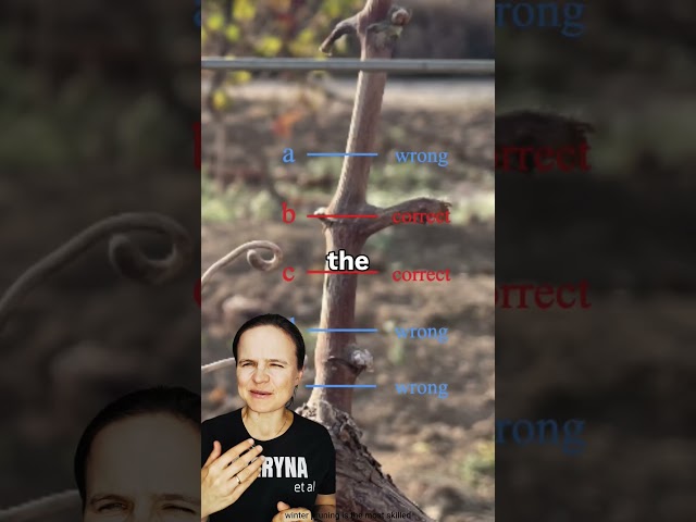 AI for vineyard pruning