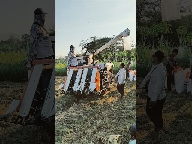 COMBINE HARVESTER KUBOTA BONGKAR MUAT eps 101 #kombisawah #combineharvester #kubota