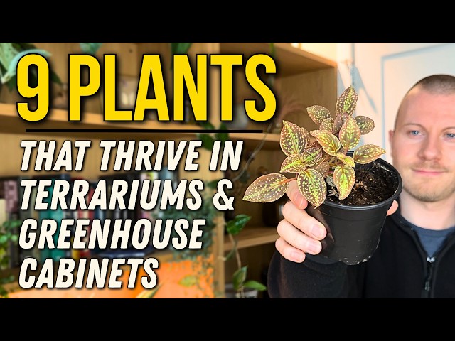 9 Plants That Will Thrive In Terrariums And Greenhouse Cabinets
