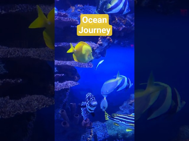 TN Aquarium Ocean Journey - Chattanooga, TN #ocean #sealife #shorts