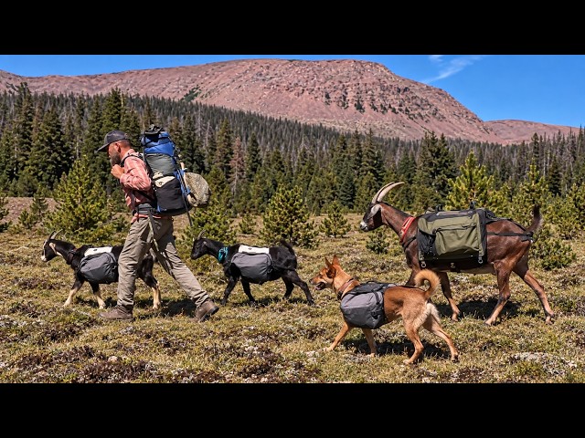 3 Pack Goats & Maggie Enjoying Exploring Hidden Wilderness Trout Lakes Firebox Octagon Catch & Cook!