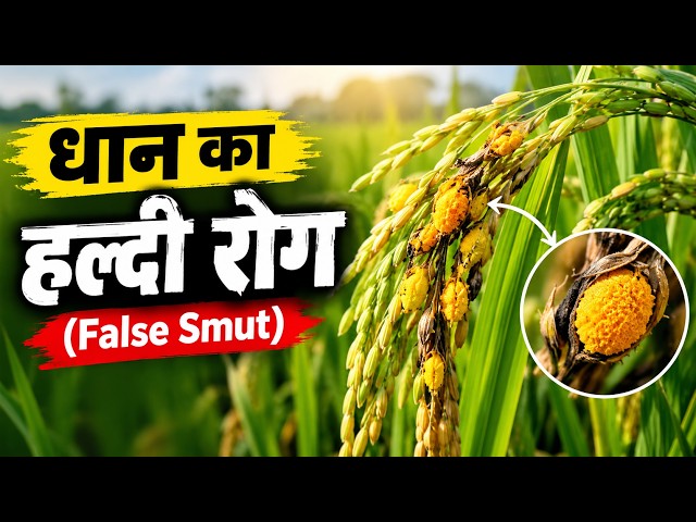 धान का हल्दी रोग (False Smut) – कारण, लक्षण और दवा की पूरी जानकारी