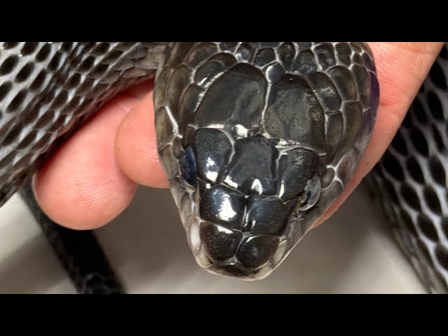 Reptile Parasites - Understanding Symptoms and Treatment for Protazoa