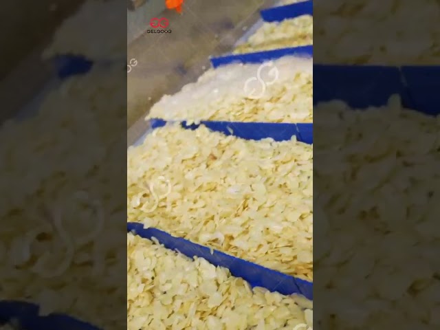 Garlic Powder Processing Line | Complete Factory Production Process