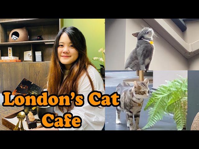 Java Whiskers Cat Cafe *Girlfriend's Birthday*