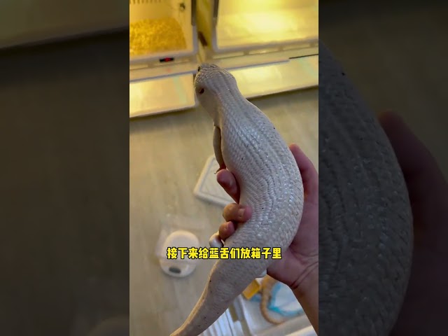 Blue-tongued skink hibernation over! That last sentence really stings... #animals #cuteanimals #p...