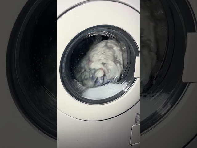 Zanussi FJS1397W | Crazy spin rinse on cottons!! First rinse with custom water level